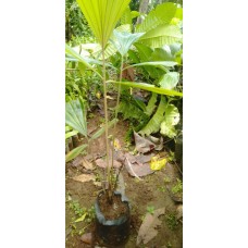 Bibit Aren Genjah - Magelang , Jawa Tengah